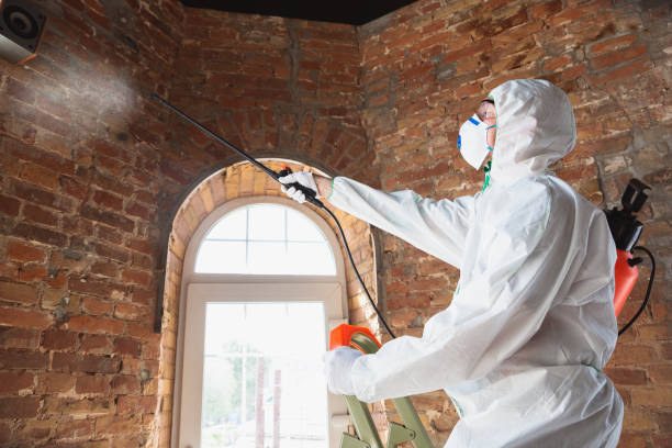 Best Black Mold Removal  in Fulshear, TX